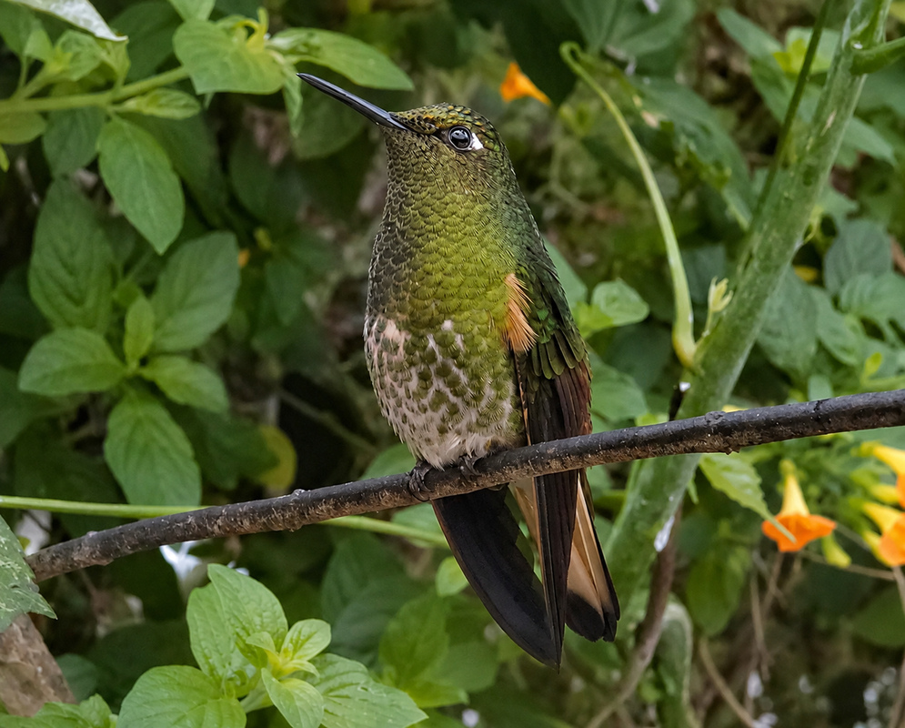 Boissonneaua flavescens Buff Tailed Coronet A Boissonneaua flavescens shown as the buff tailed coronet in a clear view with its characteristic plumage visible