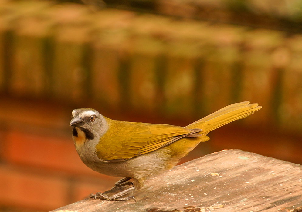 Gray-chested and mustard-colored-back Buff-throated standing on a wood plank next to a banana