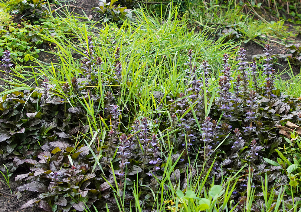 Ajuga reptans plants with blue flowers growing among green grass