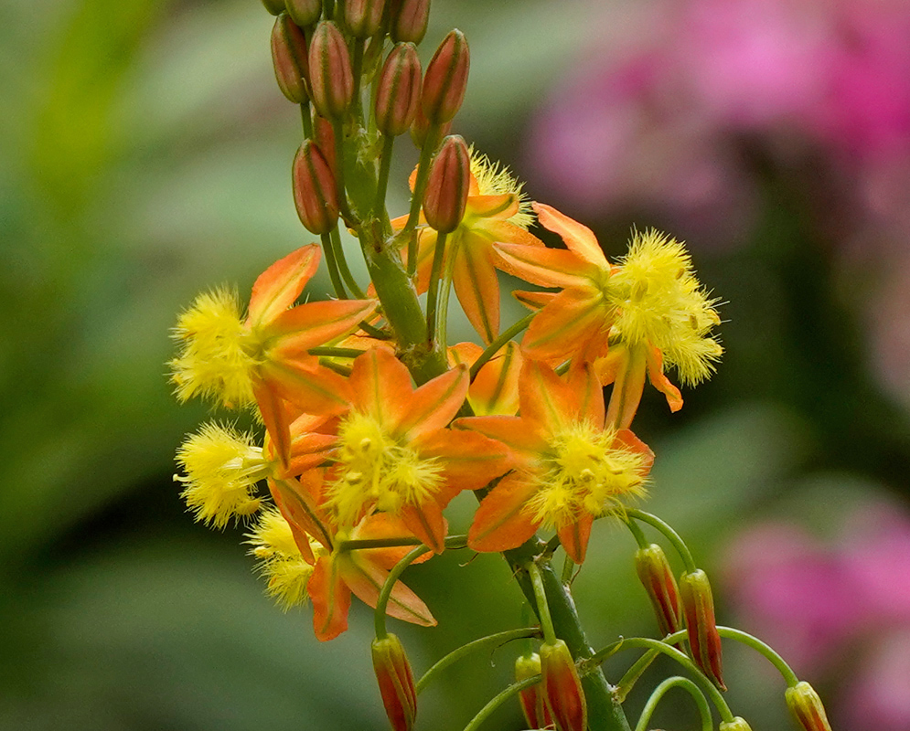 Bulbine frutescens Close-up of Bulbine frutescens flowers showing bright orange star-shaped petals with vibrant yellow fuzzy centers and elongated reddish buds on a green stem