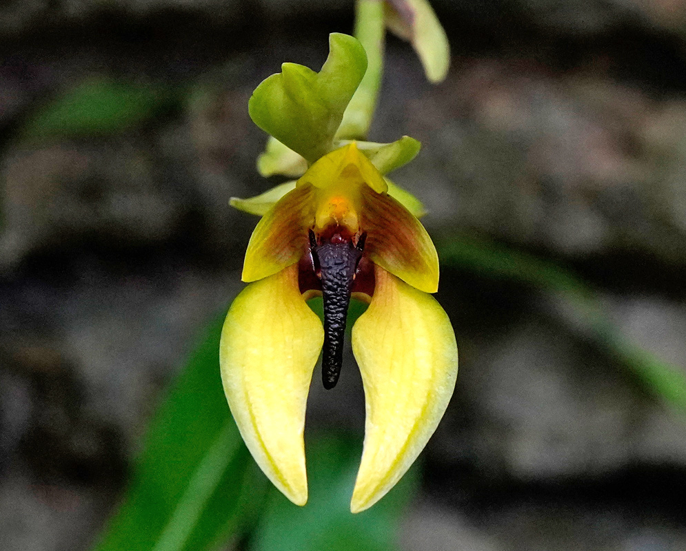Bulbophyllum amplebracteatum carunculatum Flower Close-up of a Bulbophyllum amplebracteatum carunculatum flower cultivar ‘A-Doribil Sunset’ showing yellow petals, reddish-brown inner segments, and a prominent dark central column against a blurred background