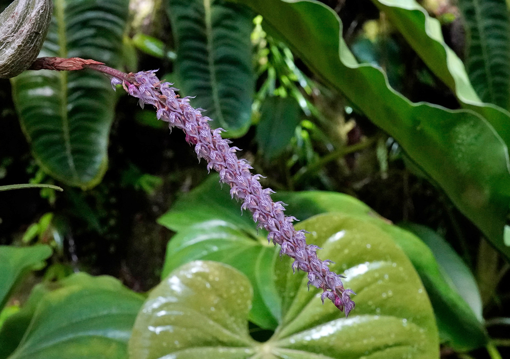 Bulbophyllum Lilacinum Clustered lavender-purple flowers of Bulbophyllum lilacinum forming a slender, elongated spike against a backdrop of glossy green tropical foliage