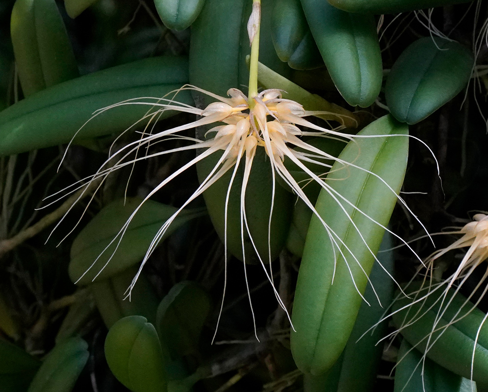 A Bulbophyllum vaginatum flower with pale yellow petals and long, thin, hair-like extensions radiating outward, displayed against elongated, smooth green leaves