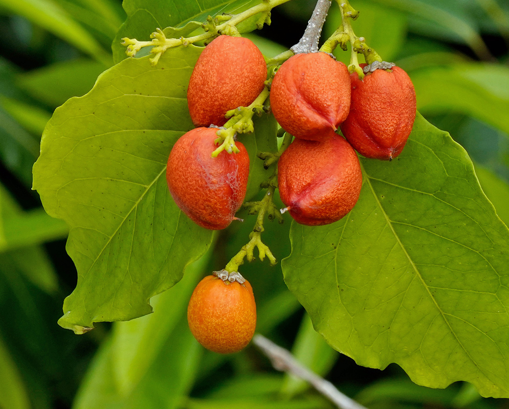 Close-up of ripe orange-red Bunchosia argentea fruits clustered together on a stem, hanging beside large green leaves