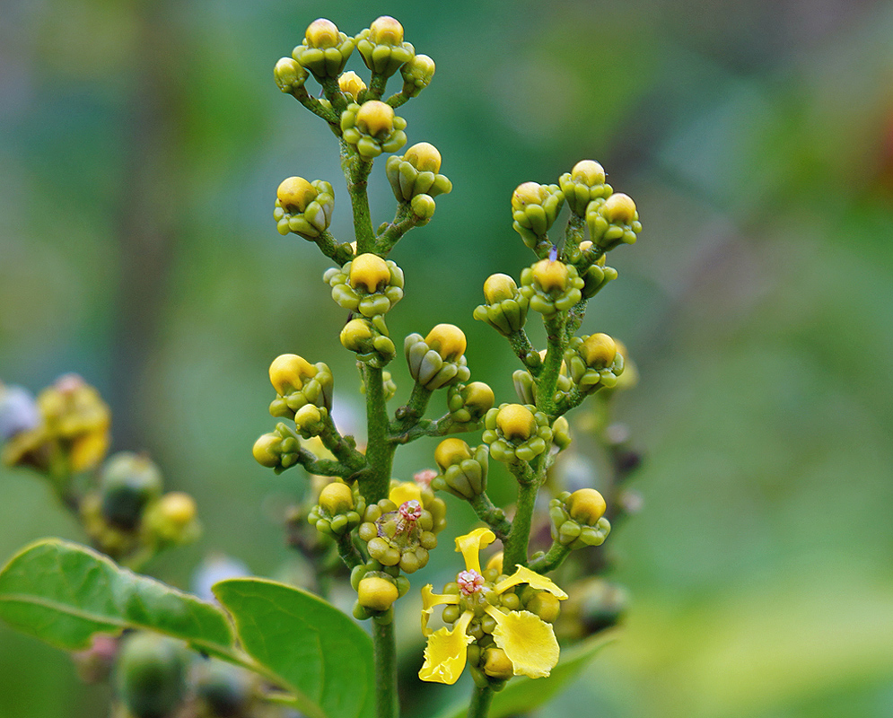Bunchosia armeniaca inflorescence with yellow flowers
