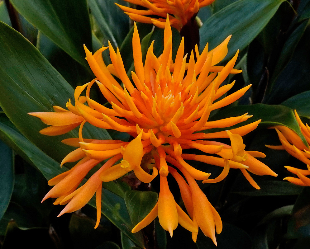 Close-up of a vibrant Burbidgea schizocheila bloom with elongated, bright orange petals radiating outward, surrounded by glossy dark green leaves