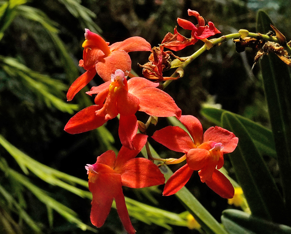 A cluster of vivid red-orange orchid blooms with yellow throats, displayed on a green stem against a softly blurred garden background