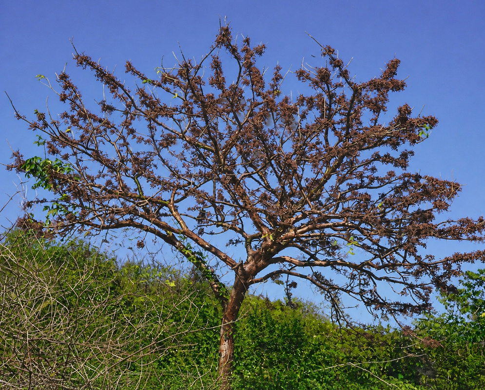 Bursera simaruba plant habit and foliage