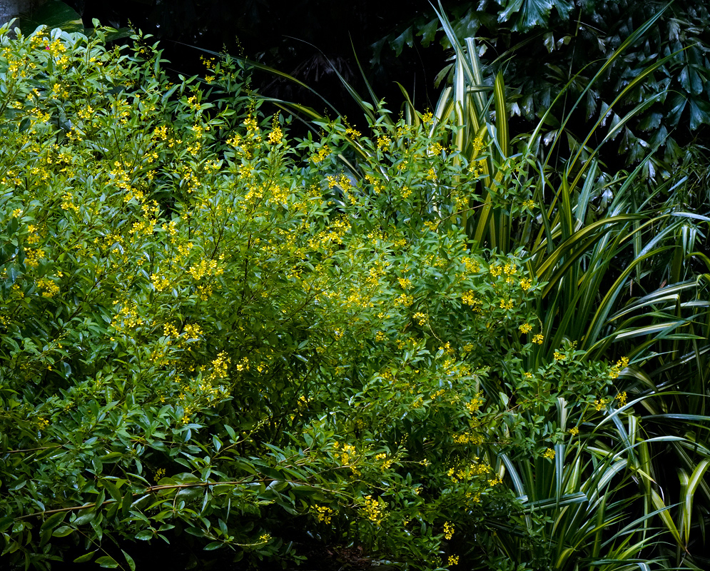 Bush Galphimia gracilis Lush Galphimia gracilis bush overflowing with small yellow flowers, growing in a shaded tropical garden