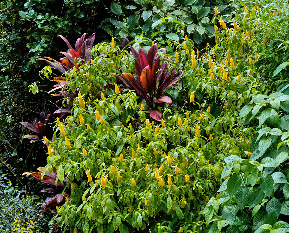 Bush of Pachystachys lutea in Flower Dense flowering bush of Pachystachys lutea covered with upright yellow bracts and emerging white flowers, surrounded by lush tropical vegetation and red ti plants