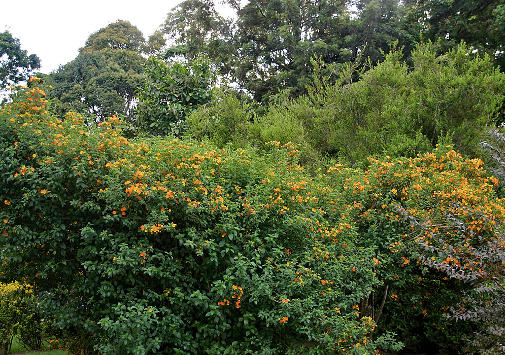 A large Streptosolen jamesonii shrub full of flowers