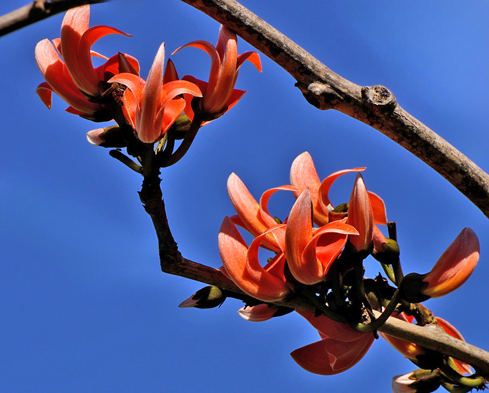 Butea Monosperma Flowers Close-up of vivid orange-red flowers of Butea monosperma blooming in dense clusters on bare branches against a clear blue sky