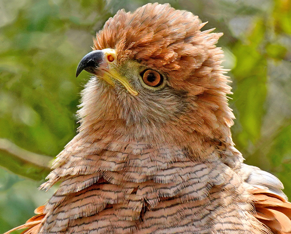 Rust brown Buteogallus meridionalis head