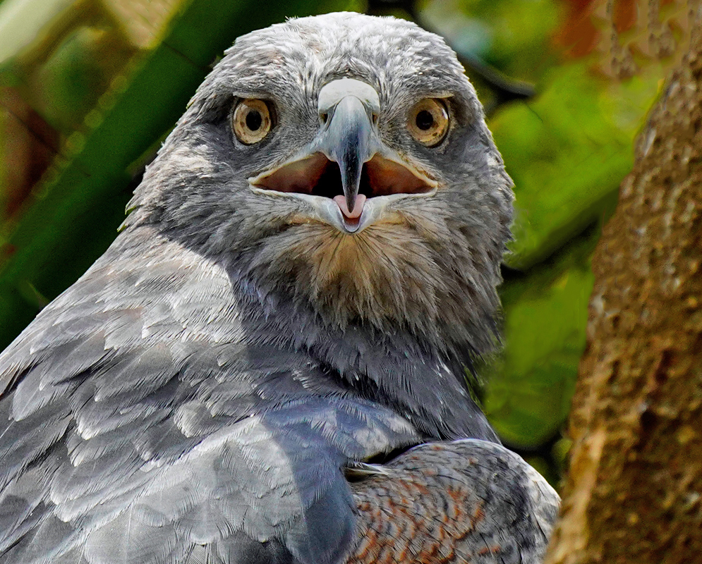 Buteogallus urubitinga Head Close-up of a gray-feathered Buteogallus urubitinga with its beak open, intense yellow eyes, and fluffed plumage, perched in a tropical forest
