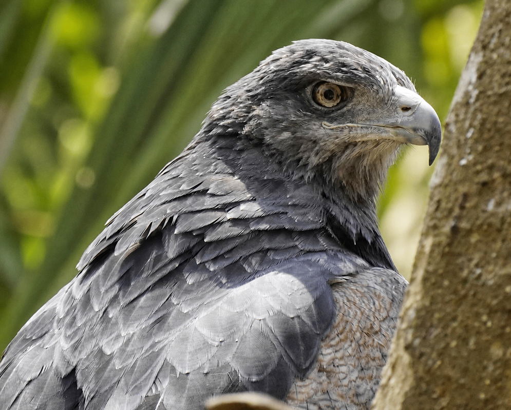 Buteogallus urubitinga Portrait A Buteogallus urubitinga shown in a close portrait with its head and facial features visible