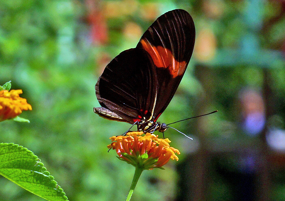 A butterfly with orange markings on top of a cluster of Lantana camara orange flowers