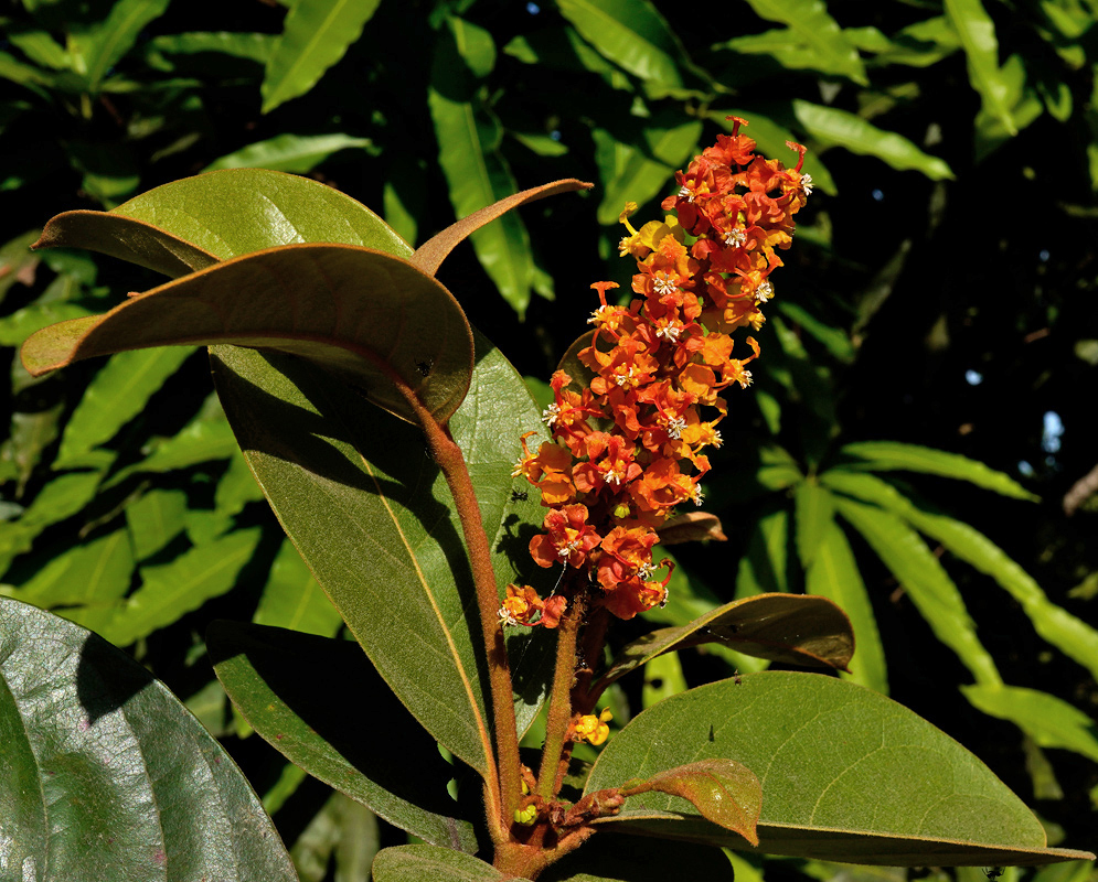 Byrsonima crassifolia Flower Spike A compact flower spike of Byrsonima crassifolia featuring numerous tiny orange blossoms with delicate star-shaped centers, surrounded by glossy green leaves