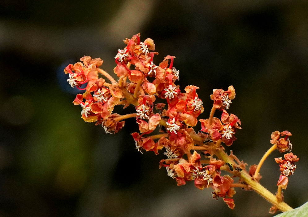 Byrsonima crassifolia Orange Flowers A vibrant cluster of small orange Byrsonima crassifolia flowers, each with curled petals and bright white stamens, set against a blurred natural background