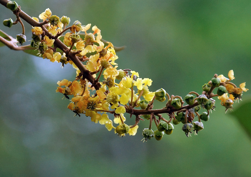 A Byrsonima crassifolia tree branch with yellow flower and green fruit