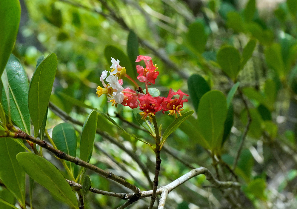 Close-up of Byrsonima lucida flowers showing a mix of small red and white petals with yellow stamens, surrounded by glossy green leaves