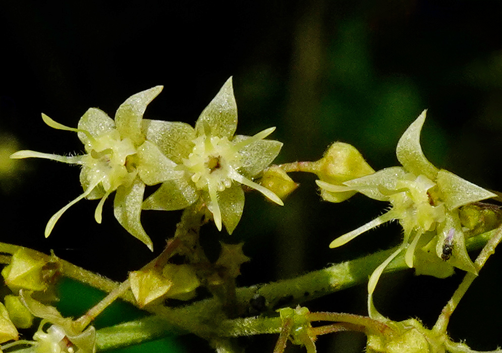 Close-up of pale yellow star-shaped Byttneria aculeata flowers with long, slender petals and fine surface texture against a dark background