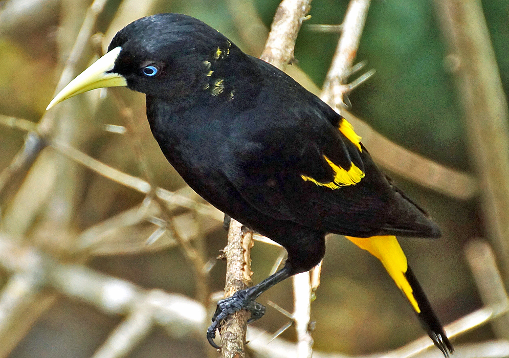 A black Cacicus cela with yellow wing coverts and rump on a branch