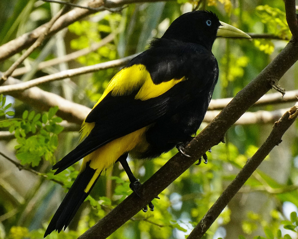Cacicus cela Full Body A Cacicus cela shown in a full-body view with its plumage and body shape visible