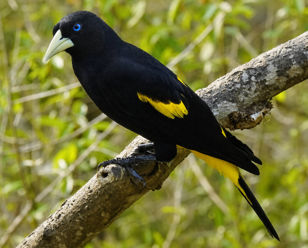Cacicus cela Side View A Cacicus cela perched in profile with its side plumage and bill visible