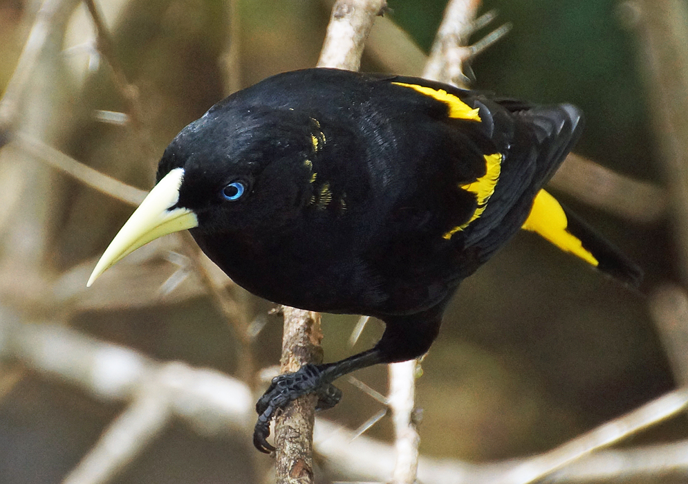 Black with yellow Cacicus cela on a tree branch