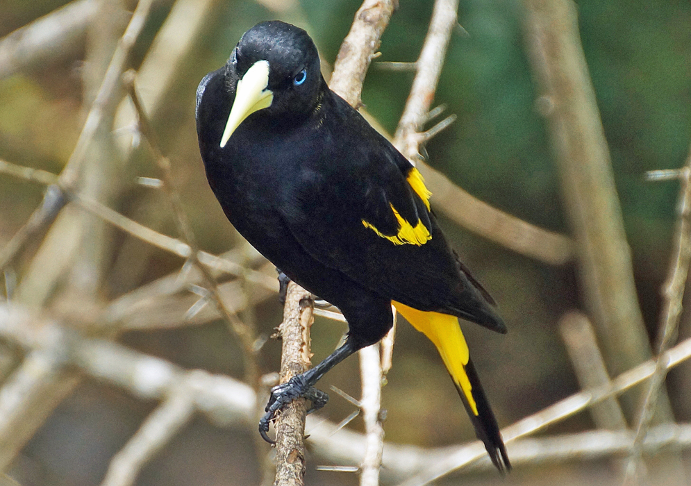 A black Cacicus cela with yellow wing coverts and rump
