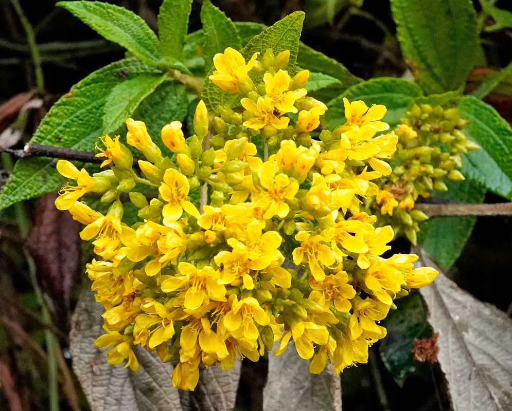Cacosmia rugosa Yellow Flowers Bright yellow clustered flowers of Cacosmia rugosa in full bloom, with numerous small blossoms forming a dense rounded inflorescence surrounded by textured green leaves