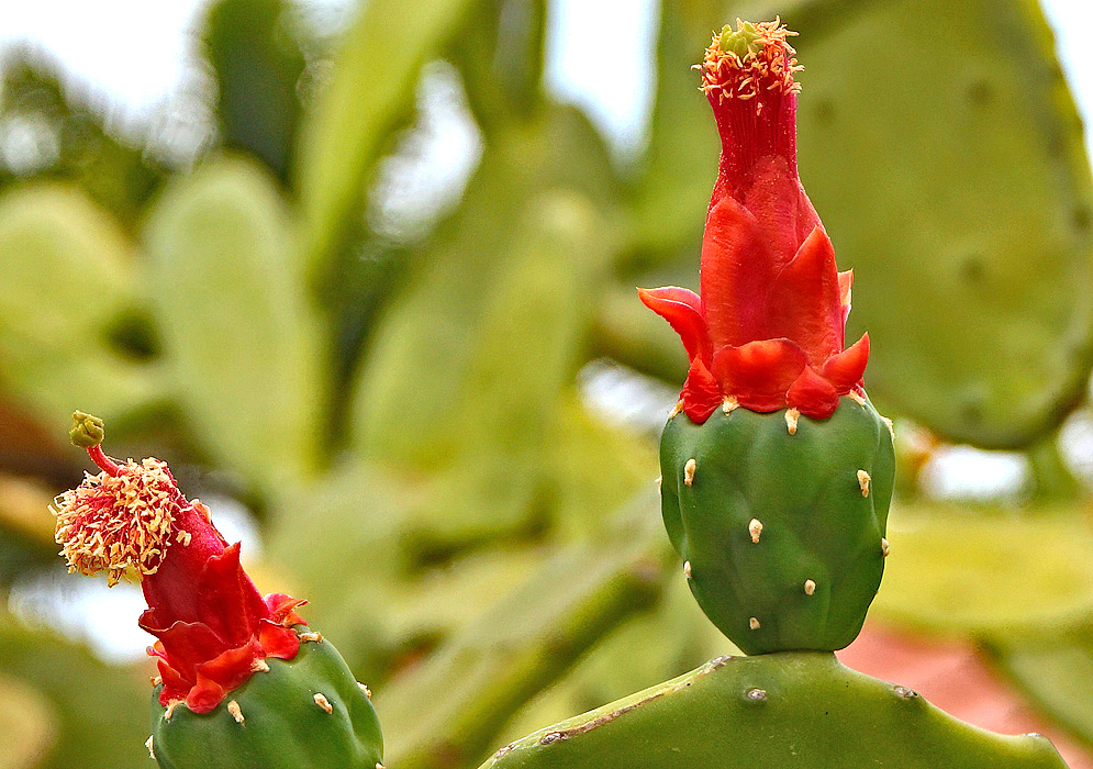 Red Opuntia cochenillifera flower, and filaments with cream anthers and green stigma