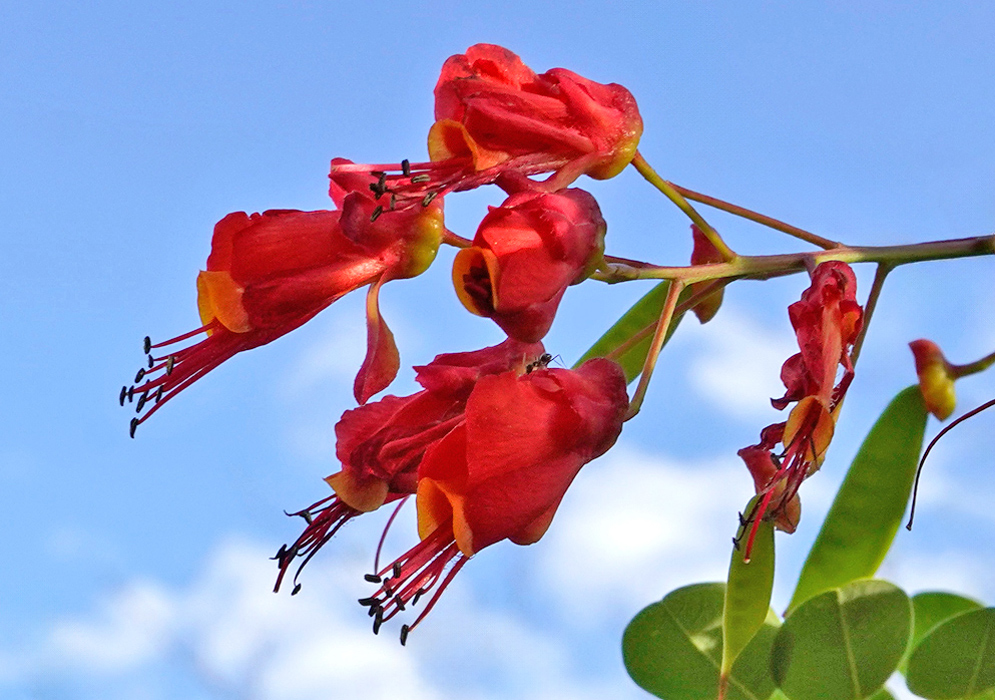 Caesalpinia cassioides Flowers Cluster of elongated red Caesalpinia cassioides flowers with yellow throats and extended stamens, hanging from a branch against a blue sky background
