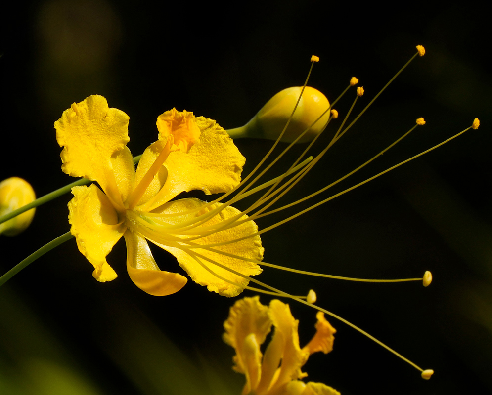 Caesalpinia pulcherrima yellow flower A close-up of a vivid yellow Caesalpinia pulcherrima flower showing its frilly petals and long, delicate stamens stretching outward