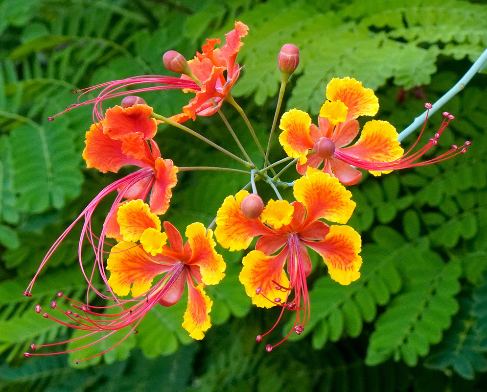 Caesalpinia pulcherrima red-orange flowers A vibrant cluster of red-orange Caesalpinia pulcherrima flowers with long pink stamens extending over fern-like foliage
