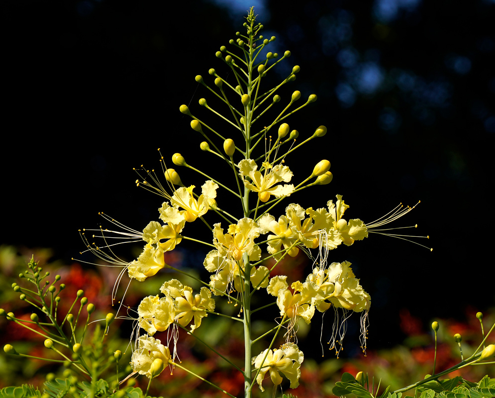 Caesalpinia pulcherrima yellow inflorescence A tall, branching cluster of bright yellow Caesalpinia pulcherrima flowers and buds forming an elegant floral display against a dark background