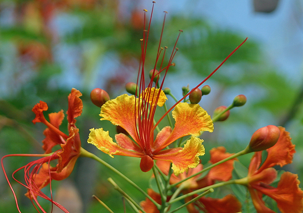 Orange-yellow flower with elongated dark red stamens