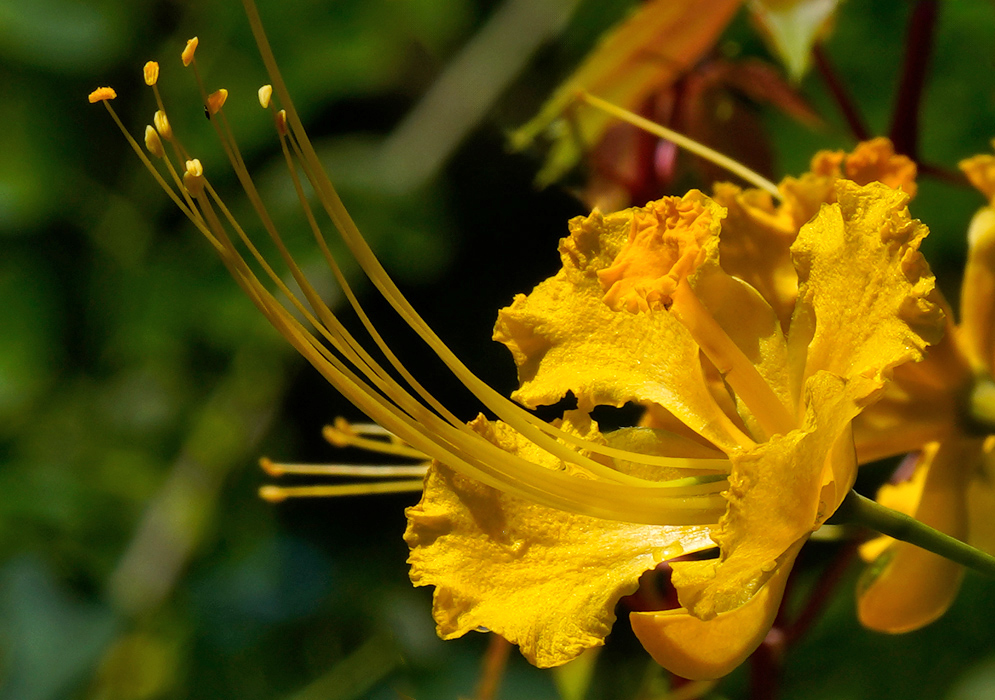 Caesalpinia pulcherrima yellow bloom A single yellow Caesalpinia pulcherrima bloom with gracefully curved petals and elongated stamens tipped with pollen