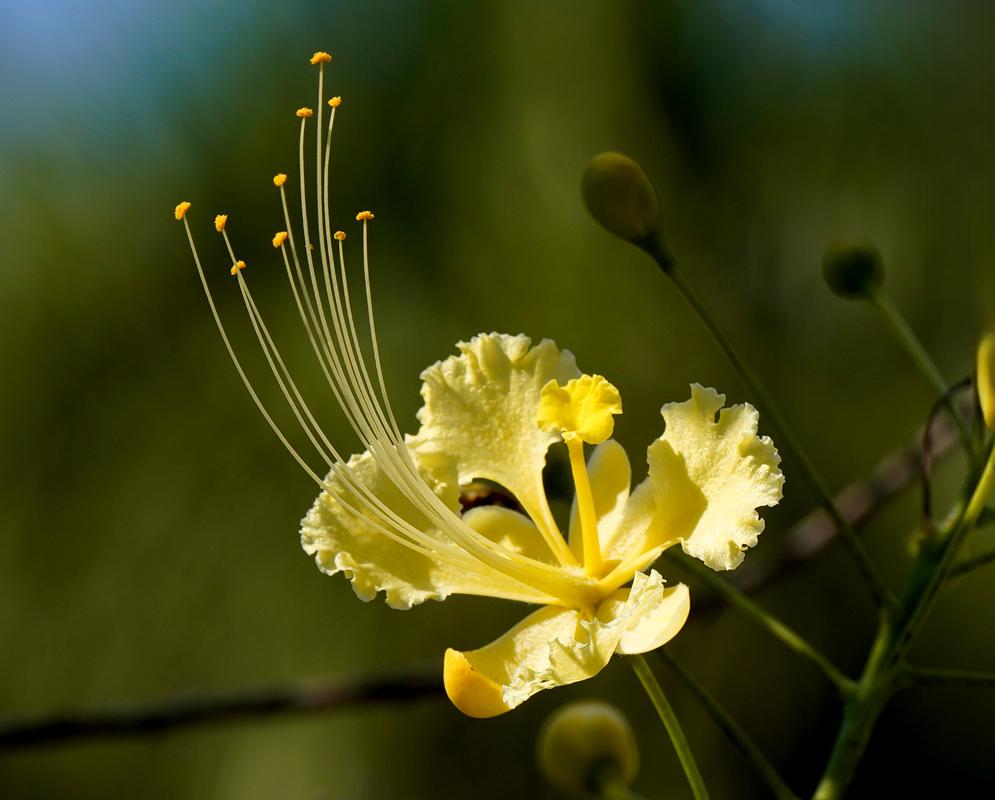 Caesalpinia pulcherrima pale yellow flower A single pale yellow Caesalpinia pulcherrima flower with deeply ruffled petals and a fan of long, upright stamens tipped with golden pollen