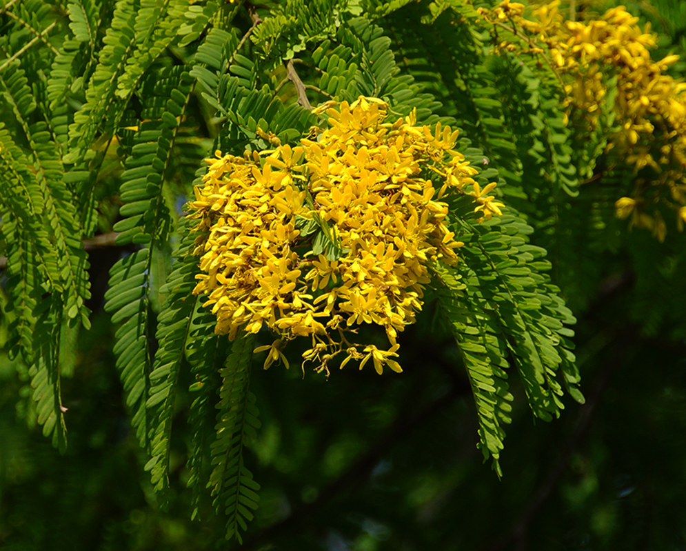 Cluster of Caesalpinioideae yellow flowers