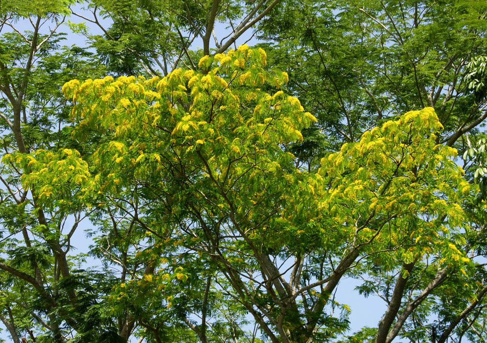 A Caesalpinioideae tree with yellow flowers