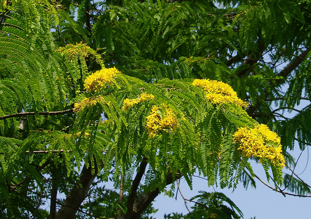 A tree branch of Caesalpinioideae inflorescence with yellow flowers