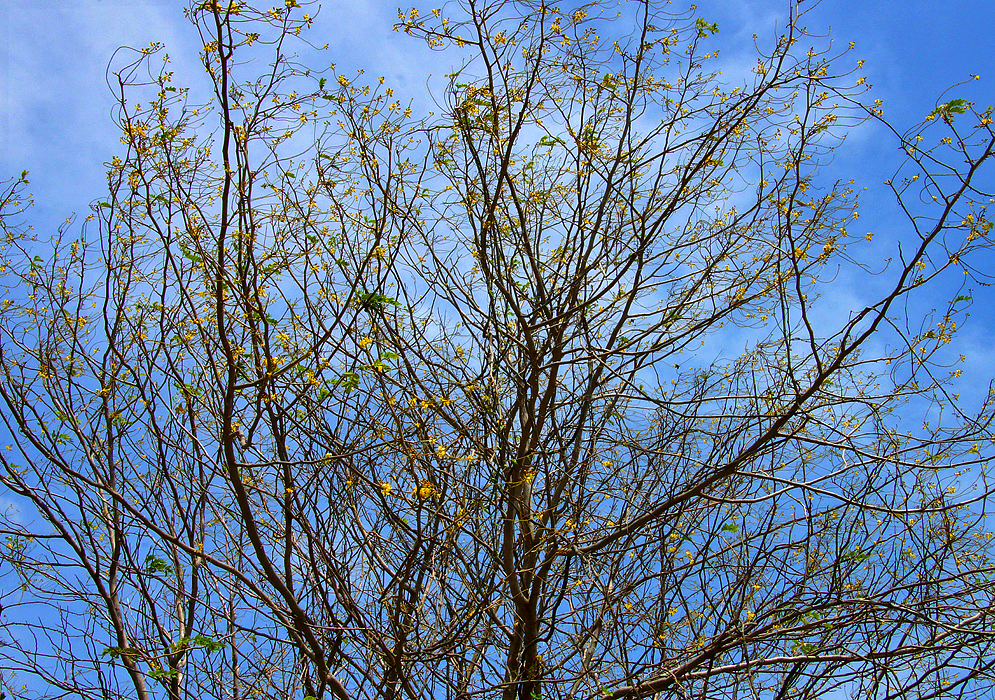 Small yellow flowers on a deciduous Caesalpinioideae tree 
