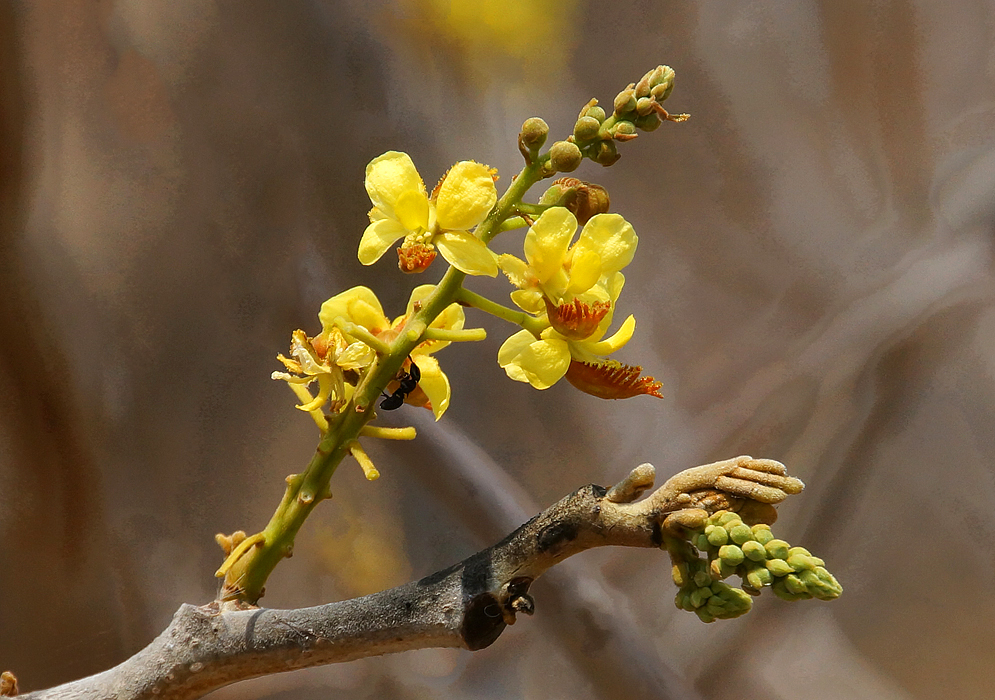 Caesalpinioideae yellow flowers and green flower buds