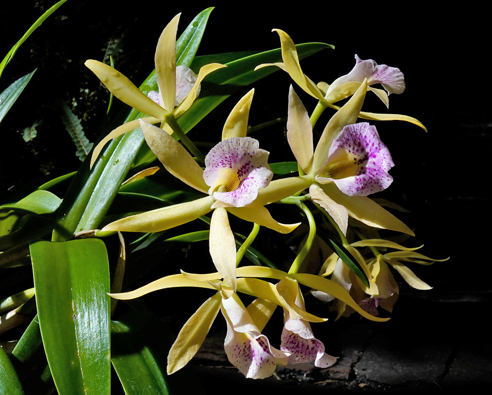 Cattleya Cahuzacara Haleahi Sunbow A cluster of Cattleya orchid hybrid flowers with elongated pale yellow-green petals and sepals, each bloom displaying a trumpet-shaped lip marked with bright white and pink speckled patterns, surrounded by glossy green leaves
