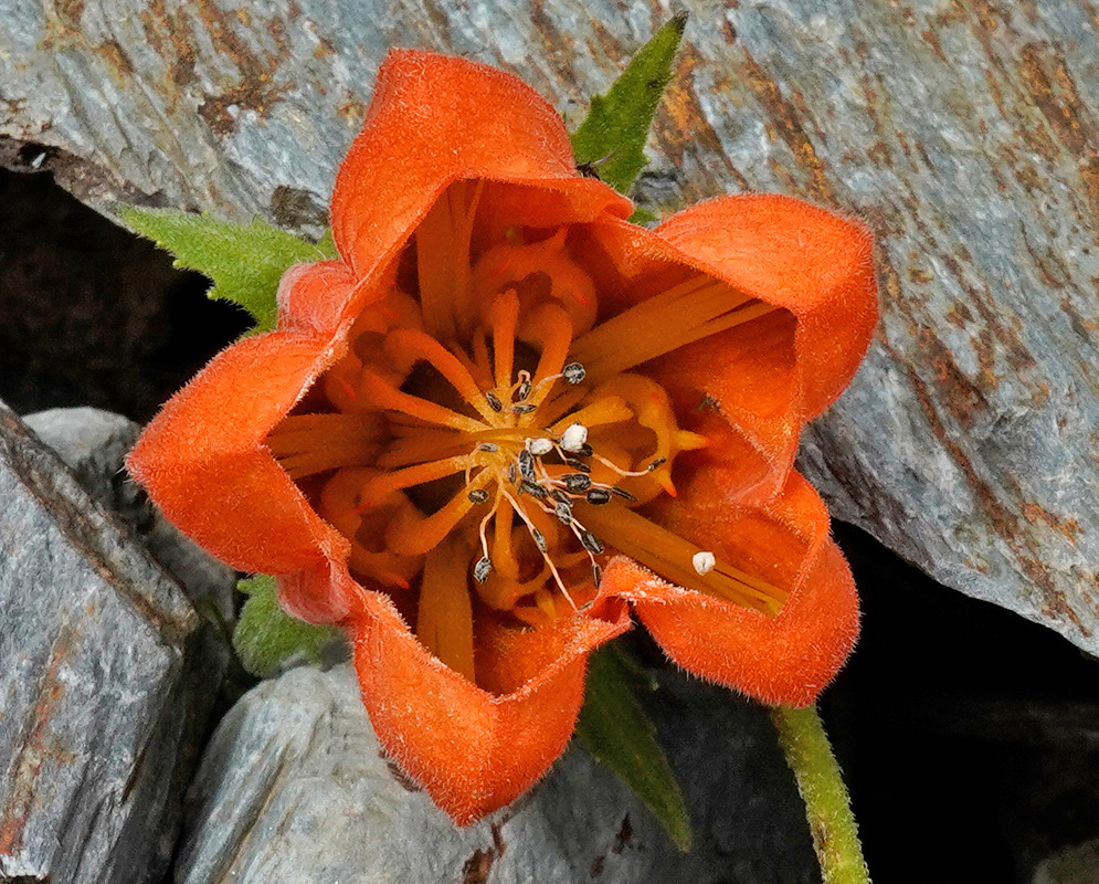 Caiophora cirsiifolia Close-up of an orange Caiophora cirsiifolia flower with a velvety texture, five rounded petals, and prominent stamens emerging from its center, set against a rocky background