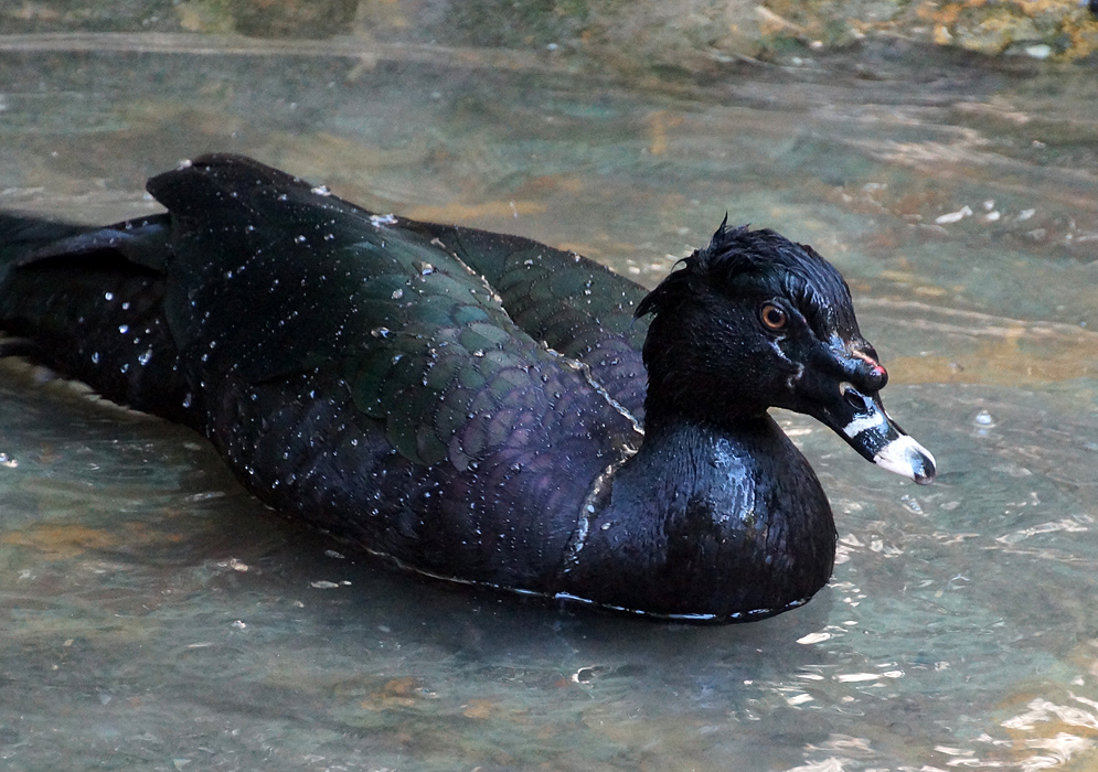 A metallic black, green and purple colored Cairina moschatas (Muscovy Duck) upclose