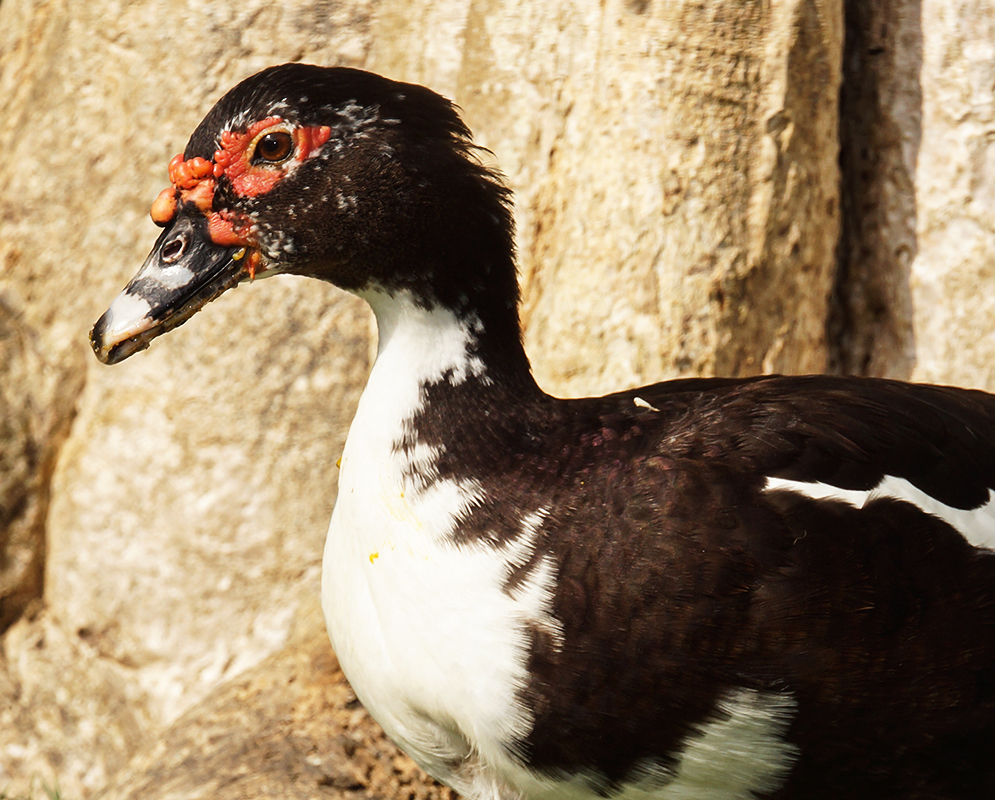 Close-up of a black and white and a brown and white Cairina moschatas (Muscovy Duck)