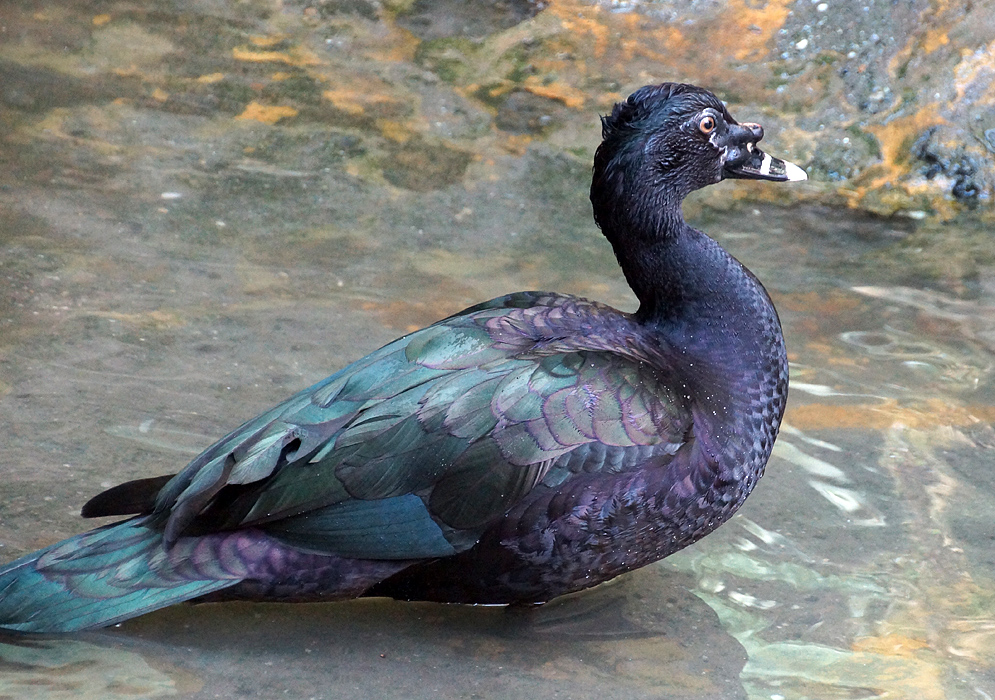 A metallic black, green and purple colored Cairina moschatas (Muscovy Duck)