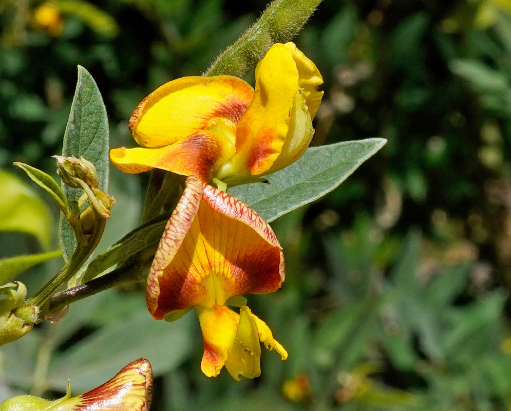 Cajanus cajan – Yellow and Red Flower Close view of a pigeon pea flower showing a yellow banner petal flushed with reddish stripes and a folded keel over the style and stamens, attached to a fuzzy green stem with gray-green leaflets